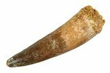 Real Fossil Spinosaurus Tooth - Giant Dinosaur Tooth #351481-1